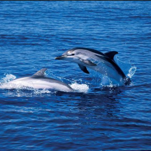 Santuario dei Cetacei