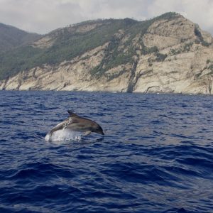 Santuario dei Cetacei