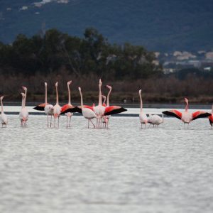 Riserva Naturale di Biguglia