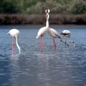 Riserva Naturale di Biguglia