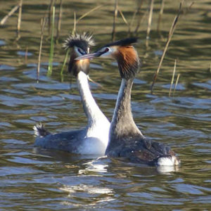 S’Albufera des Grau