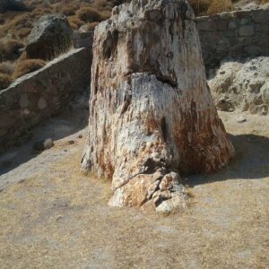 Foresta Pietrificata