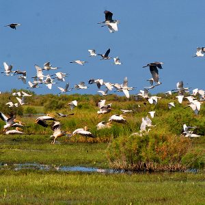 Delta del Fiume Evros