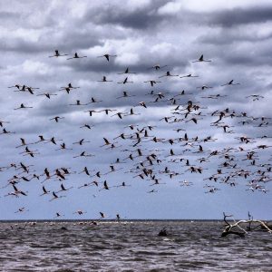 Delta del Fiume Evros